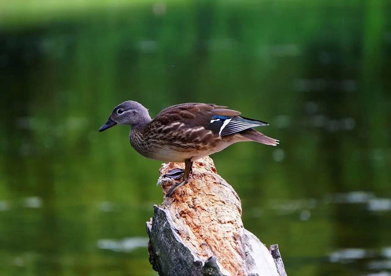Uro i krydsord løsninger