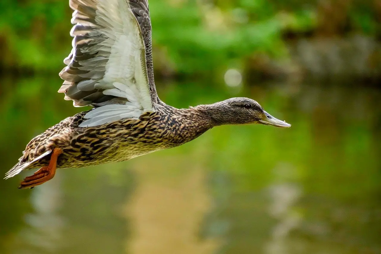 Svarliste for Metro Krydsord