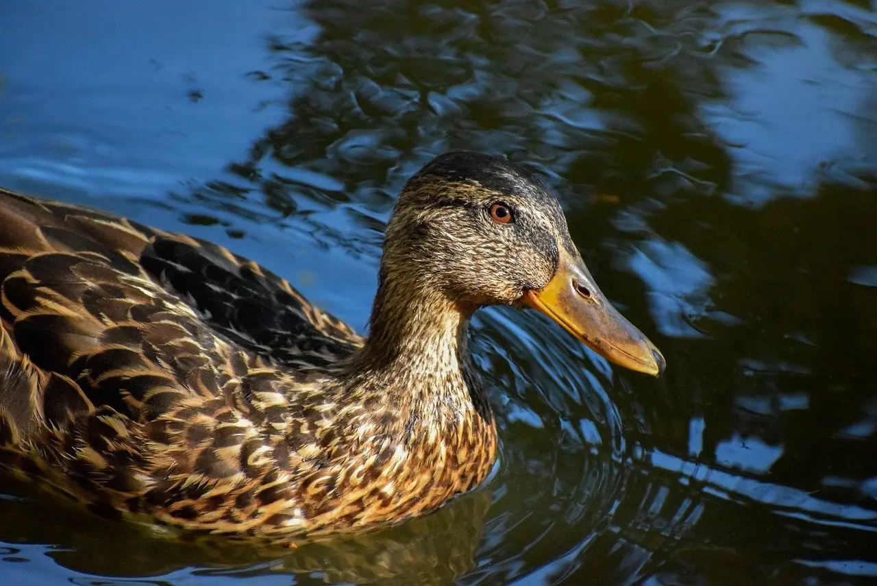 Krydsord opslag til Meddelelse